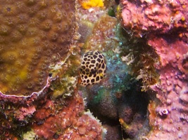 Juvenile Trunkfish IMG 5366